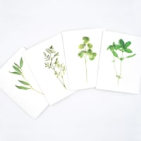 Rachel Alvarez Art - Wholesale Stationery/Notecard Set - Herb Greeting Cards1