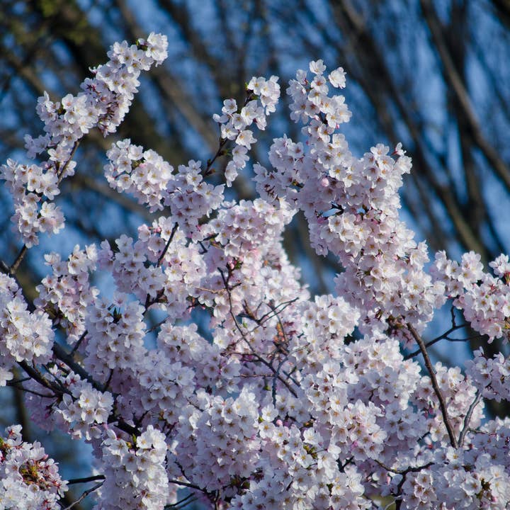 The Jonsteen Company - Wholesale Plant Seeds - Flowering Cherry Blossom | Seed Grow Kit