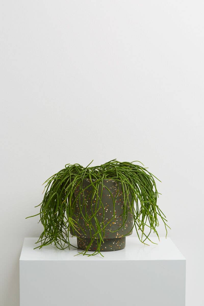 Capra Designs - Venta al por mayor Macetas - Terrazo Banjo Maceta - Agave Terrazzo1