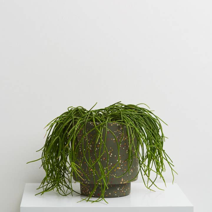 Capra Designs - Venta al por mayor Macetas - Terrazo Banjo Maceta - Agave Terrazzo1