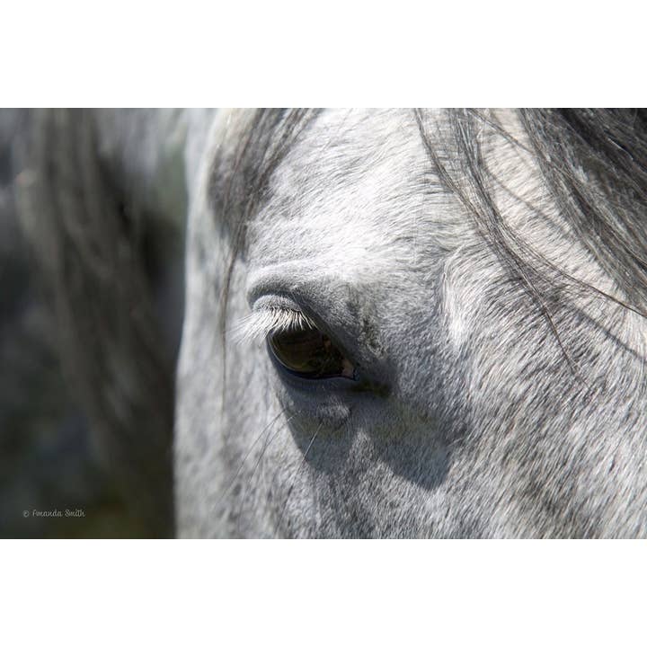 11 x 14 Osteds Eye lærred Print for engroshandel hos Amanda Smith Western Art, LLC