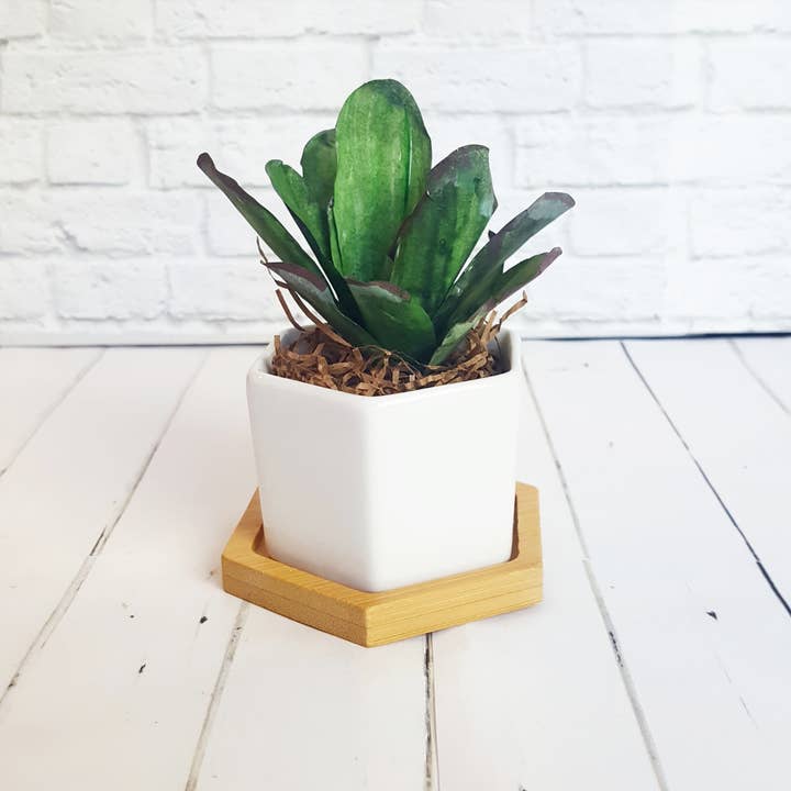 Beautiful Things By Bec – wholesale Succulent – Paper kalanchoe tomentosa Succulent set of 6