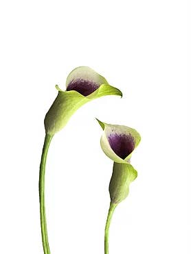 Calla lelie voor wholesale door CF Flower Prints