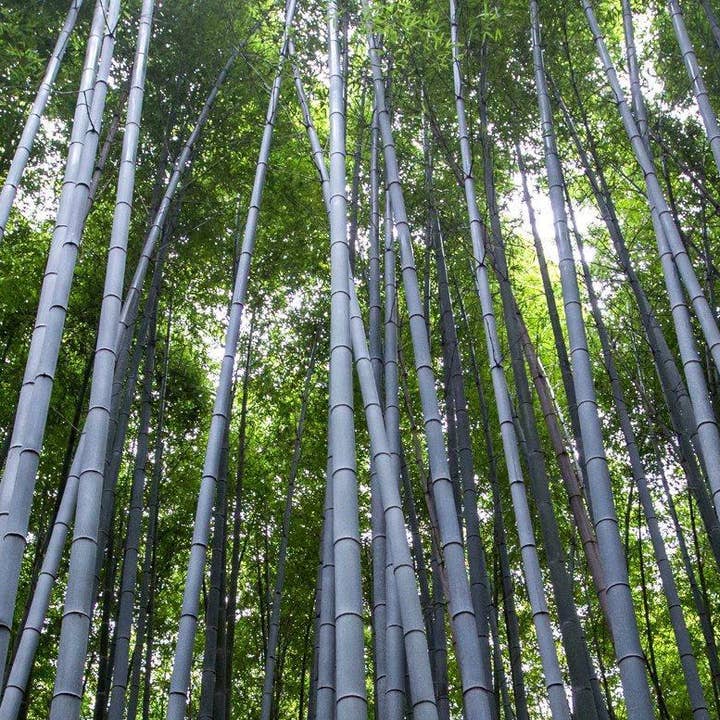 76 „x36" bambus træer på lærred for engroshandel hos HolyCowCanvas