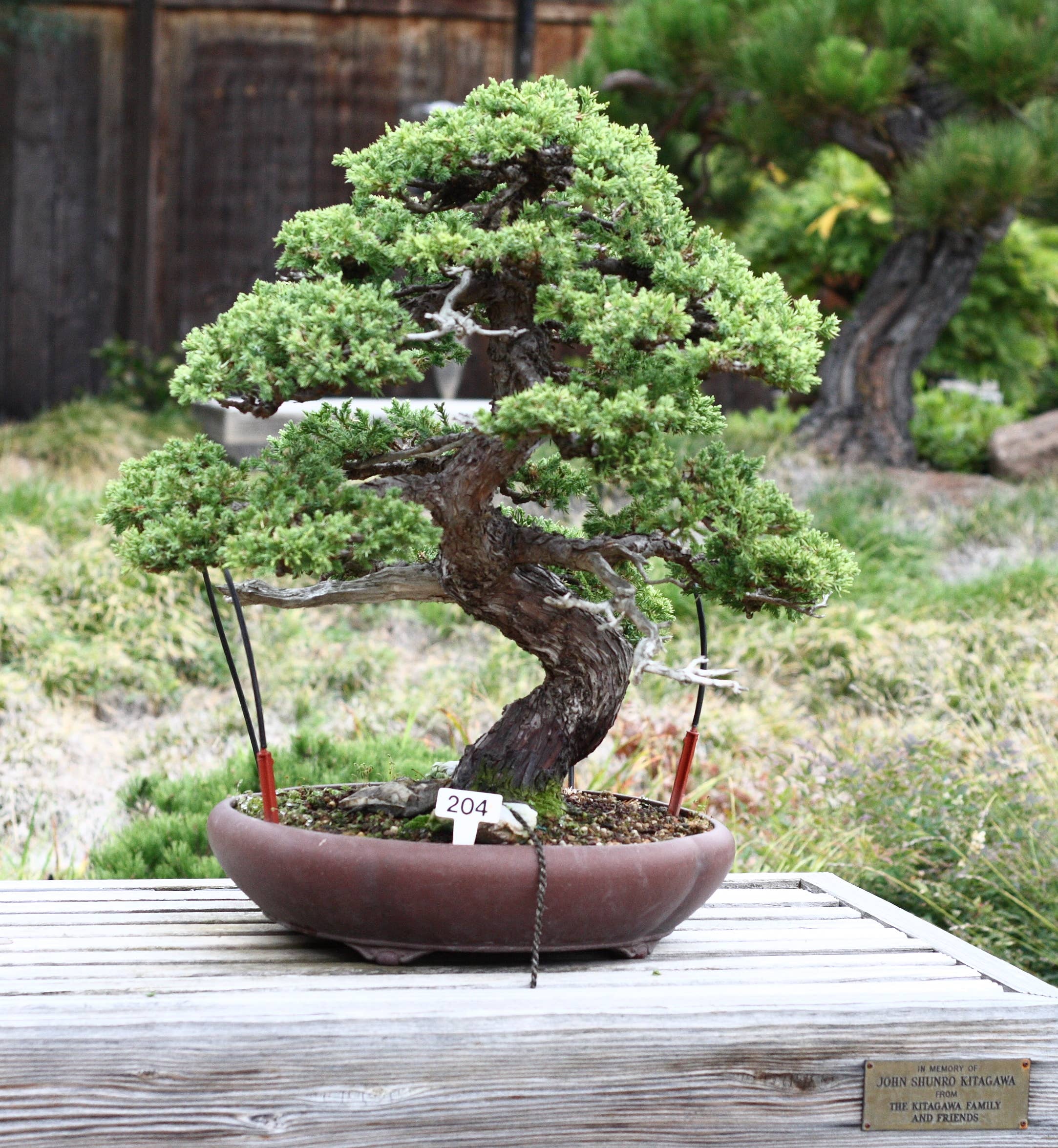 The Jonsteen Company - Wholesale Plant Seeds - Bonsai Tree | Seed Grow Kit2