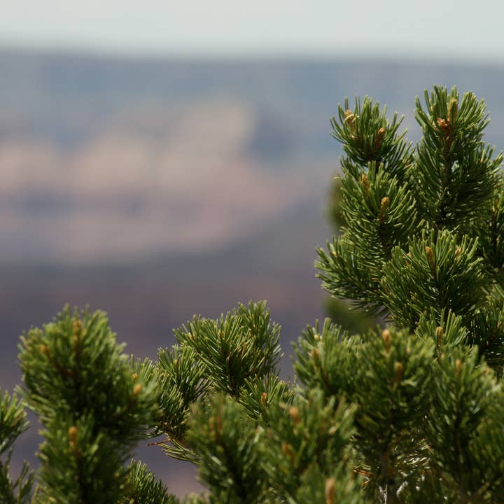 The Jonsteen Company - Wholesale Plant Seeds - Piñon Pine | Seed Grow Kit2