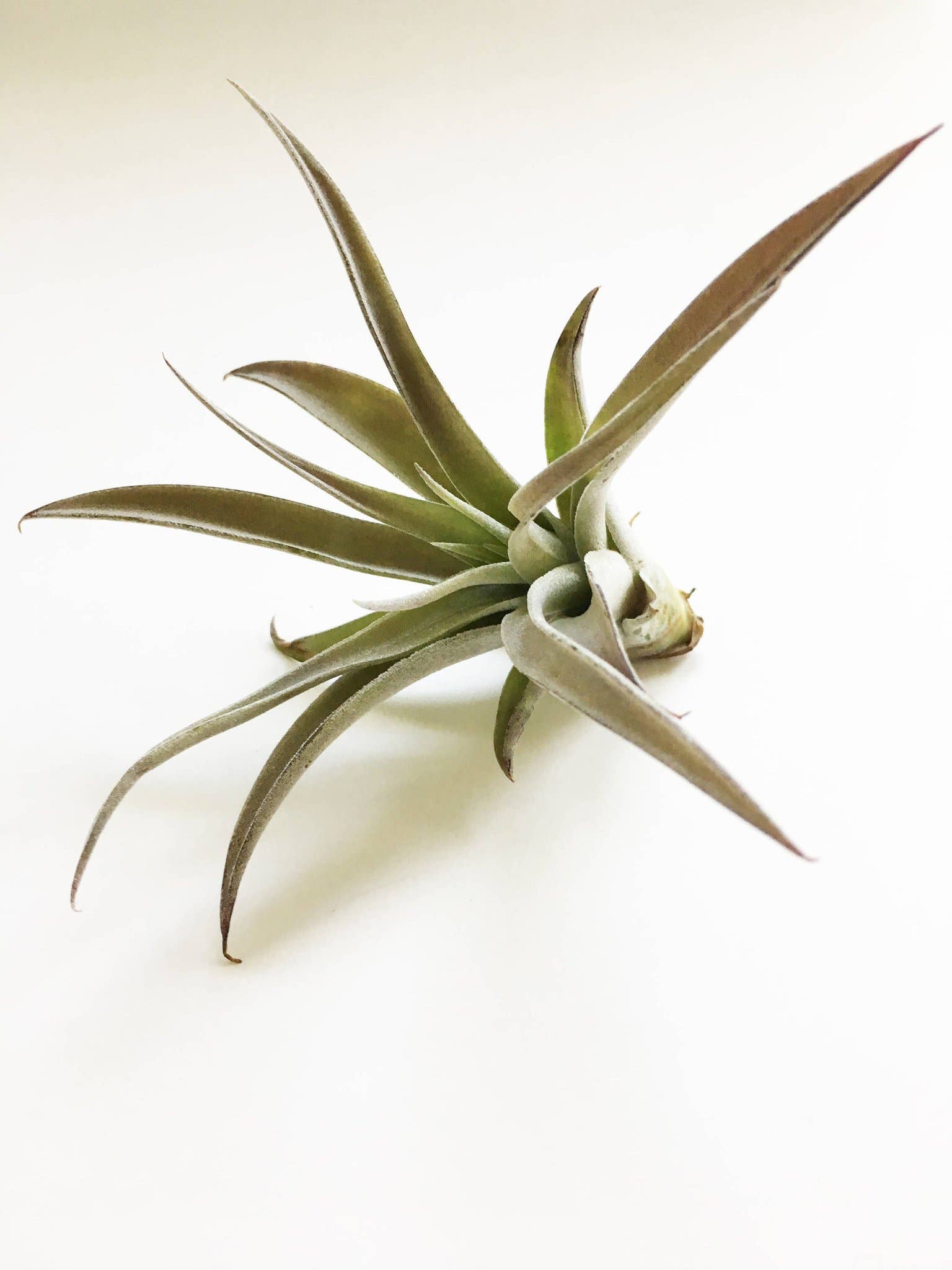 Savvie Studio - Wholesale Live Plant - Tillandsia Capitata - Medium Air Plant 1