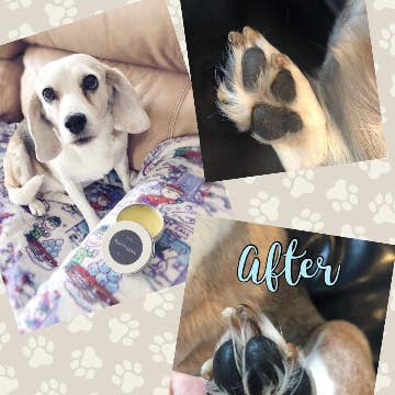 Hidden Vale Farm - Wholesale Pet Balm - Dog - Paw Balm for pets, made with all natural ingredients