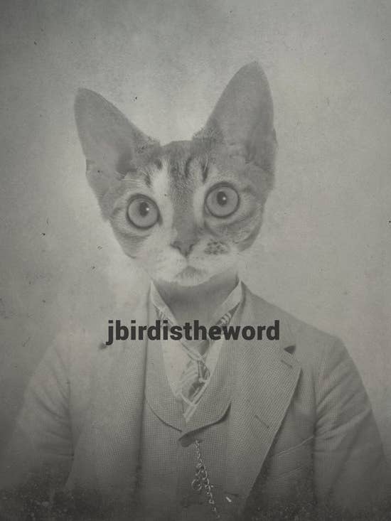 Devon Rex Cat Print for wholesale by The Wild Oddisorium