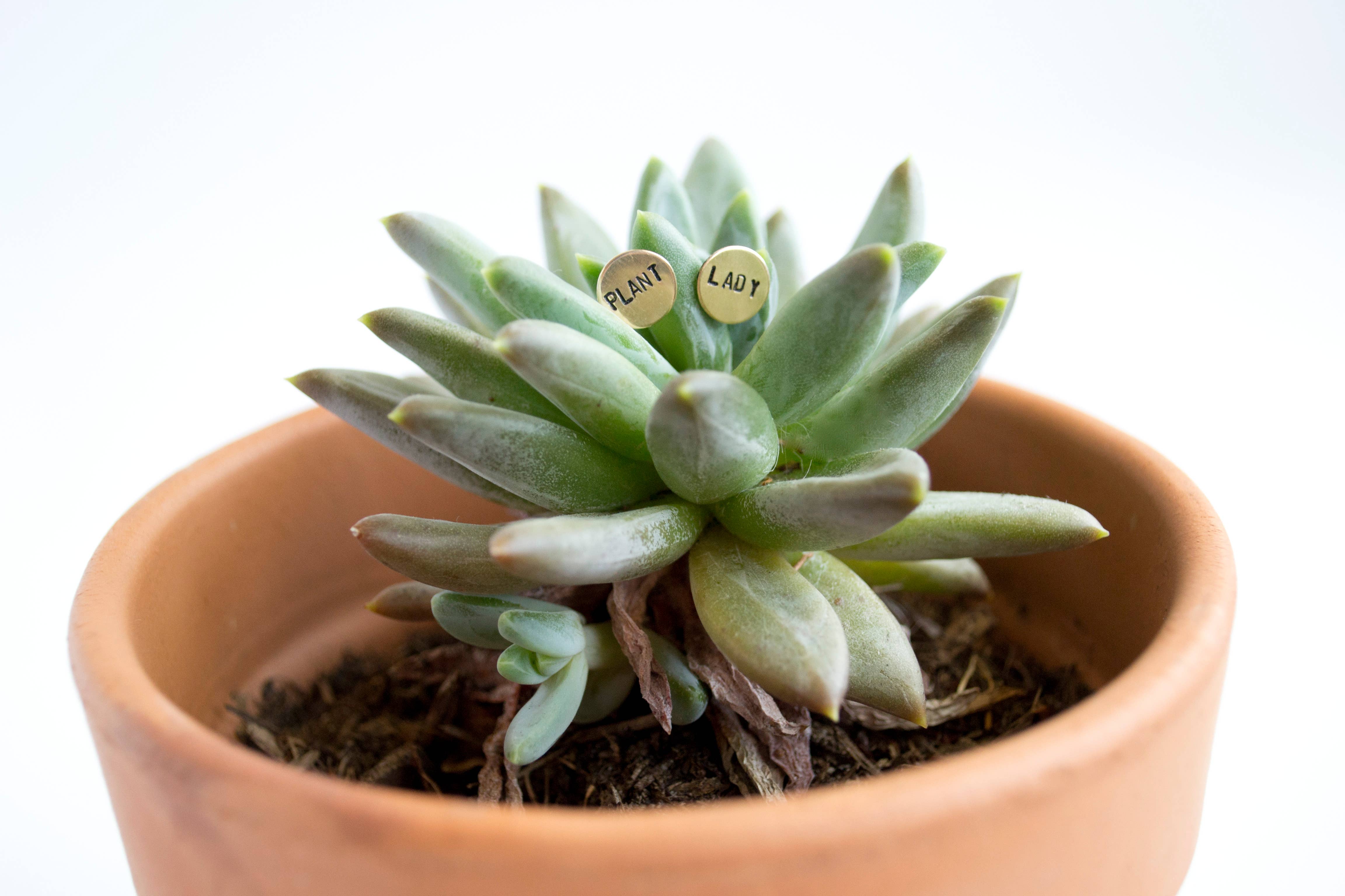 Grey Theory Mill - Vente Clous d'oreille - Boucles d'oreilles PLANT LADY, bijoux et4