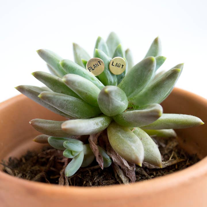 Grey Theory Mill - Vente Clous d'oreille - Boucles d'oreilles PLANT LADY, bijoux et4