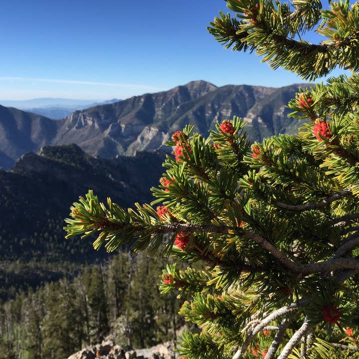 The Jonsteen Company - Wholesale Plant Seeds - Ancient Bristlecone Pine | Seed Grow Kit