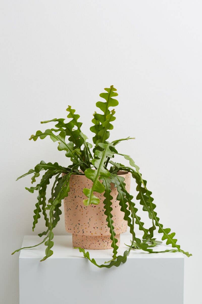 Capra Designs - Wholesale Plantenpot - Terrazzo Banjo Planter - Zout Terrazzo1