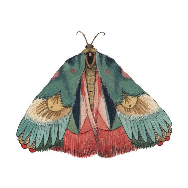 Moth 7 Print - Collector for wholesale by Polanshek of the Hills
