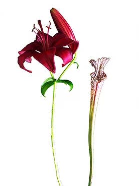 Daylily and Sara for wholesale by CF Flower Prints