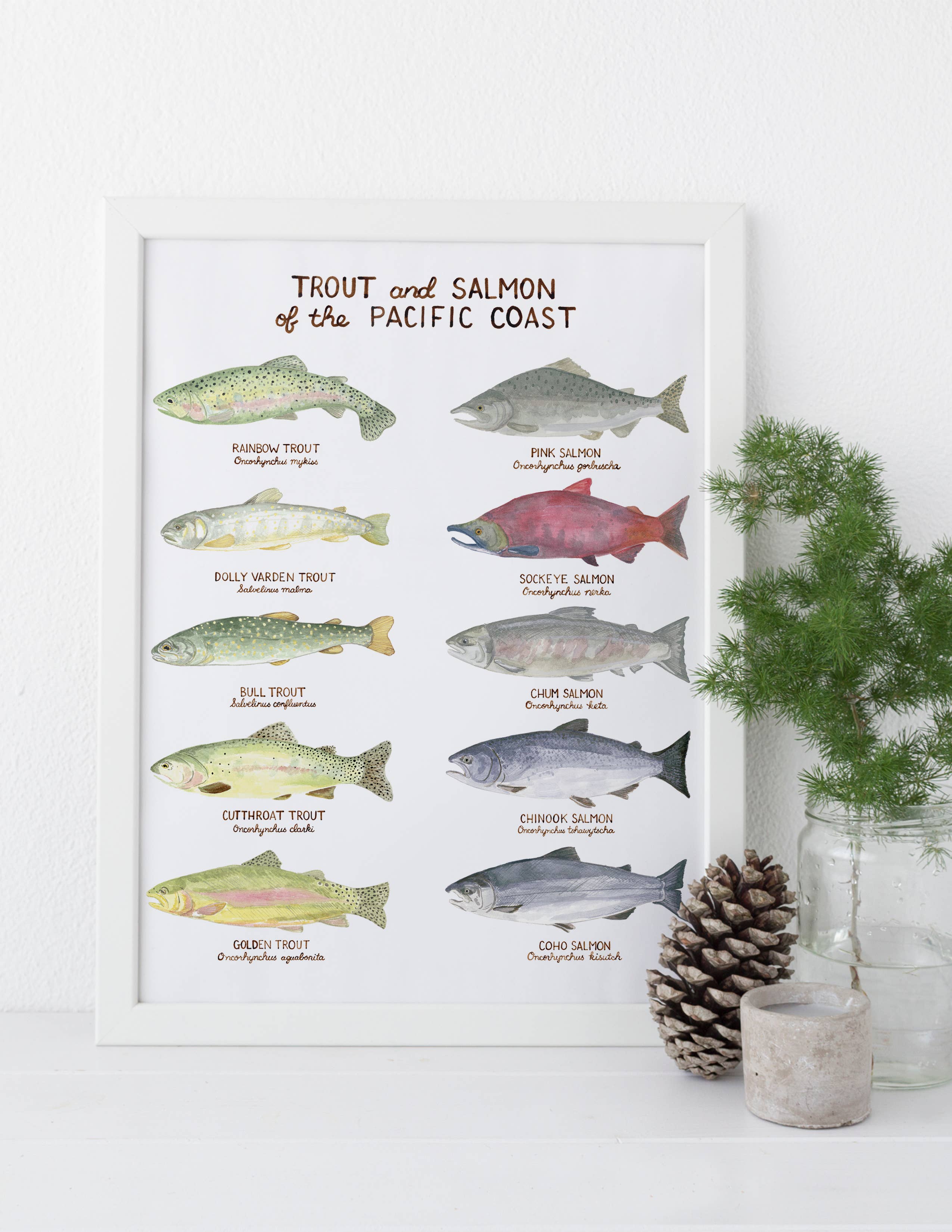 Yardia - Wholesale Art Print - Pacific Trout and Salmon - 11" x 14" West Coast Art Print1
