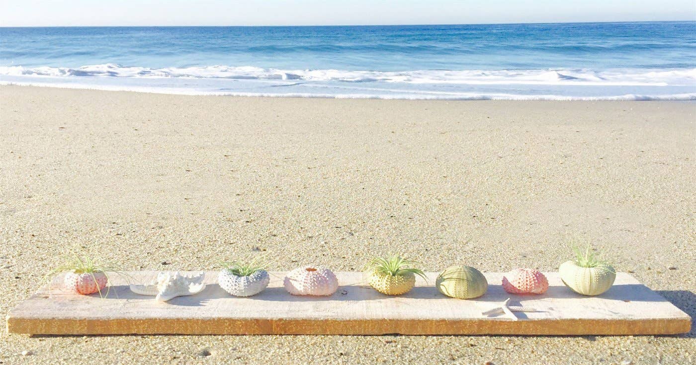 Mahalo Market - Vendita all'ingrosso Piante vive - Decorazione con Piante d'Aria e Ricci di Mare1