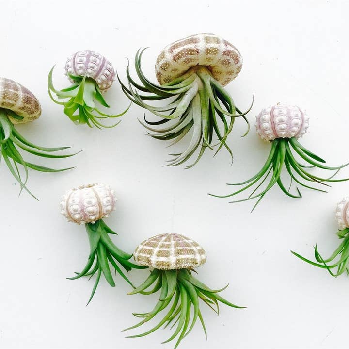 Hanging Jellyfish Air Plants for wholesale by Mahalo Market
