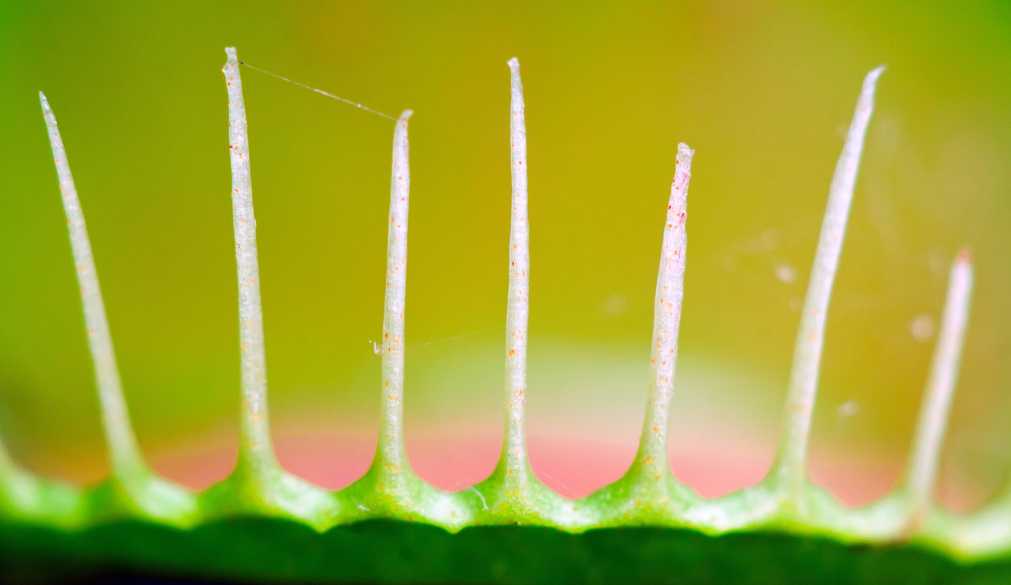 The Jonsteen Company - Wholesale Plant Seeds - Venus Flytrap | Seed Grow Kit5