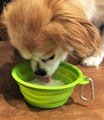 Lemon Poppy Inc. - Wholesale Pet Bowl - Cat/Dog - CLOSEOUT Pet Bowl, Collapsible2