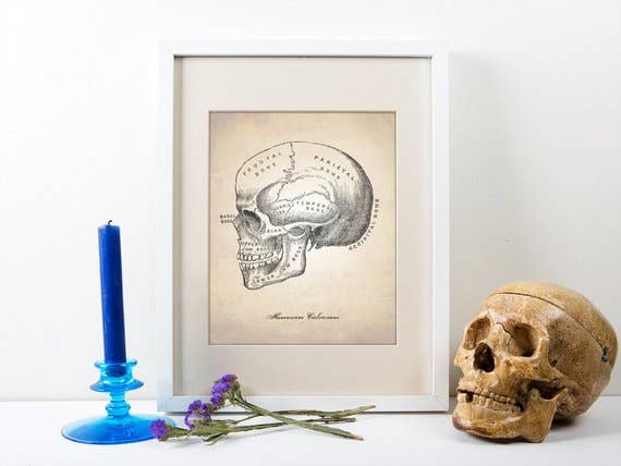 The National Anthem - Wholesale Art Print - 5” x 7” Skull Human Anatomy Art Print2