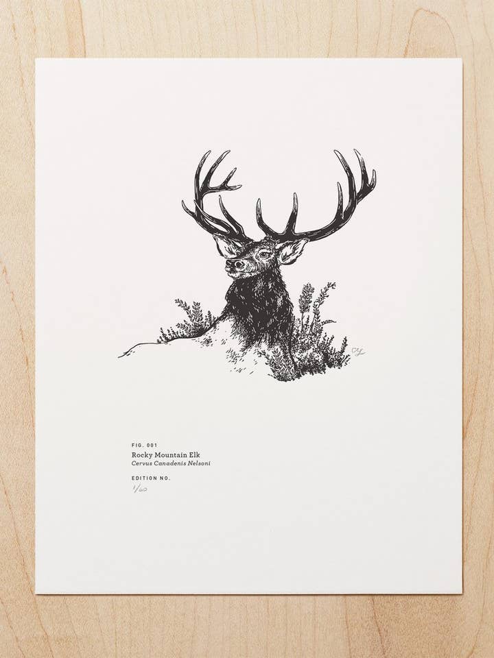Rocky Mountain Elk (Art print) for wholesale by Woodsy Foxman