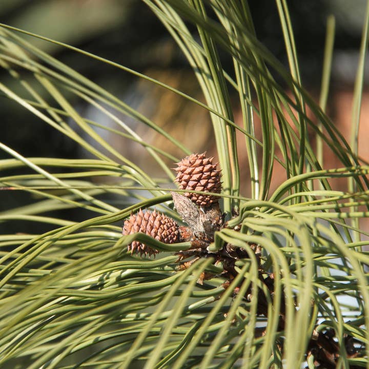 The Jonsteen Company - Wholesale Plant Seeds - Ponderosa Pine | Seed Grow Kit