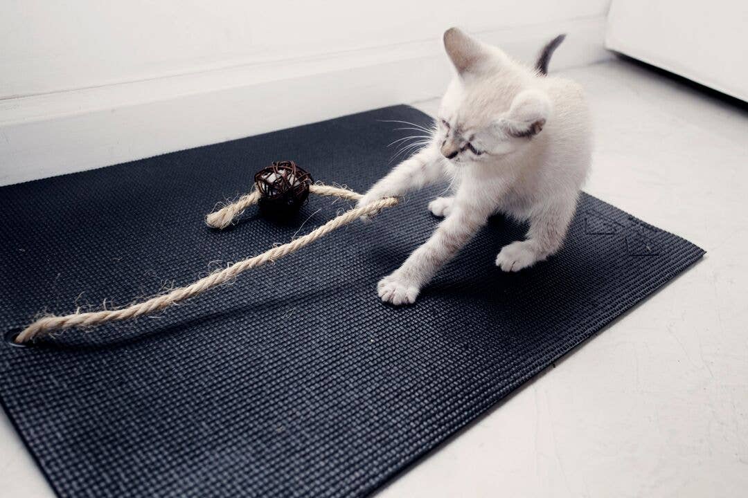 Feline Yogi - Venta al por mayor Rascador - Gatos - Alfombrilla de yoga para gatos1