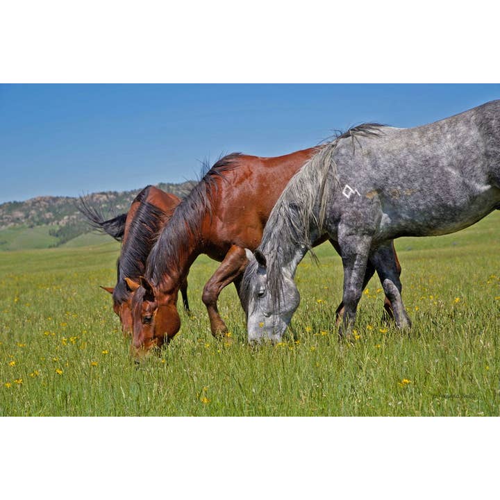 30 x 40 Grass Grazing Time Canvas Print for wholesale by Amanda Smith Western Art, LLC