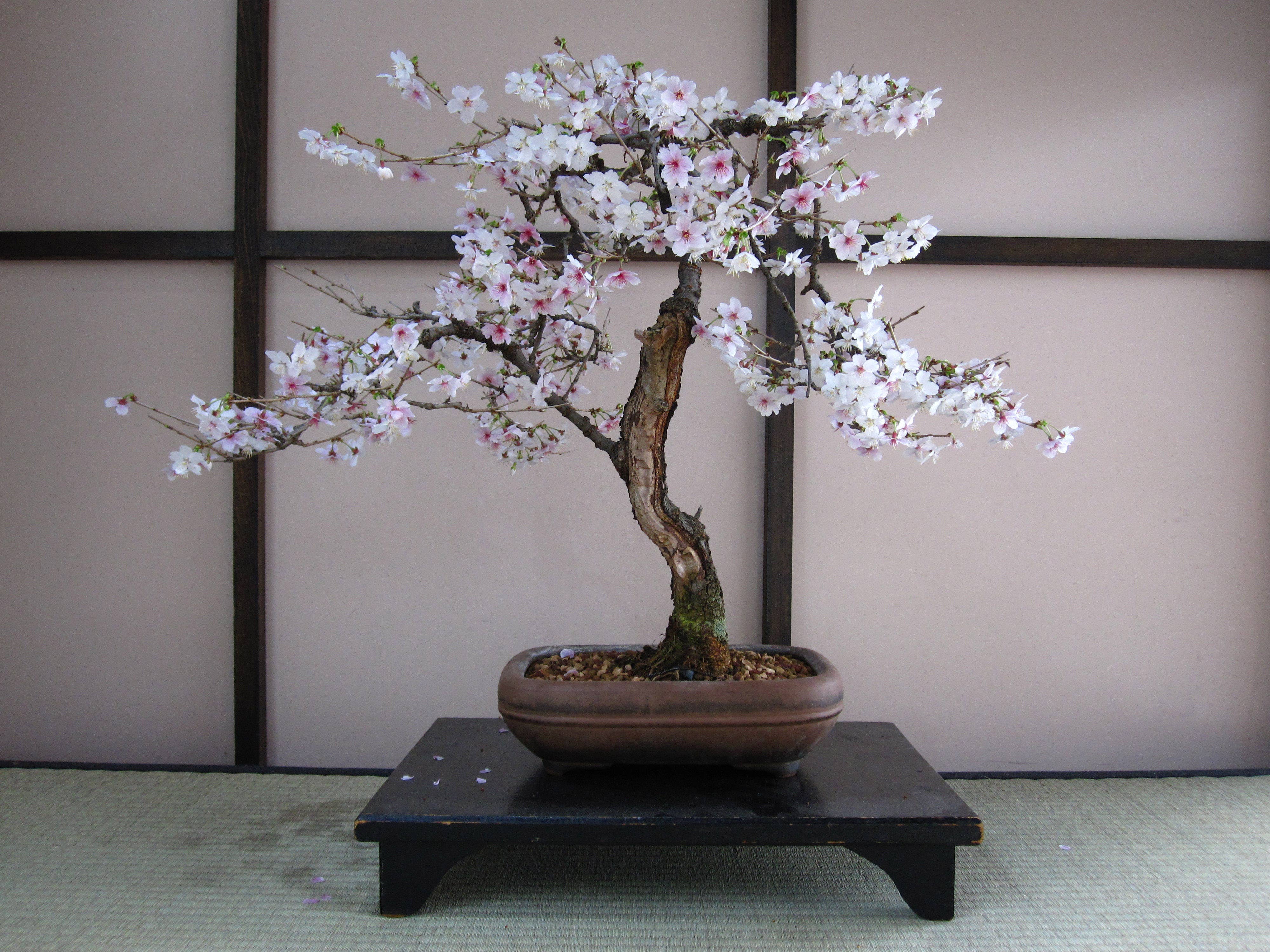 The Jonsteen Company - Wholesale Plant Seeds - Bonsai Tree | Seed Grow Kit3