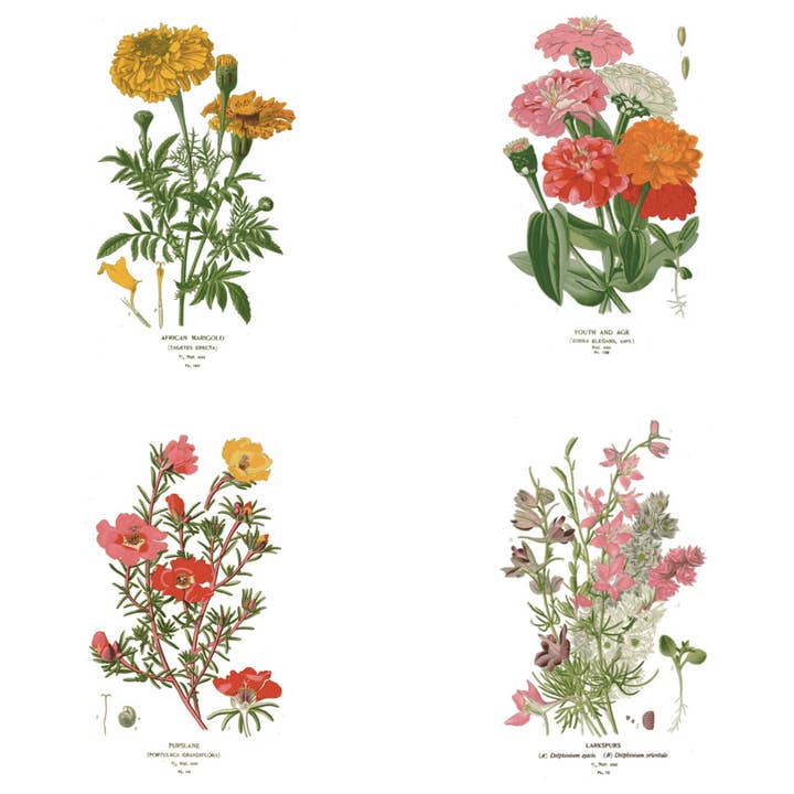 Seattle Seed Co. - Wholesale Everyday Greeting Card - Botanical Greeting Cards - Set of 4