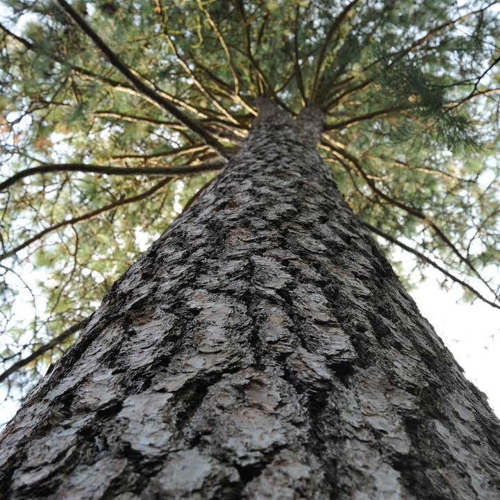 The Jonsteen Company - Wholesale Plant Seeds - Ponderosa Pine | Seed Grow Kit