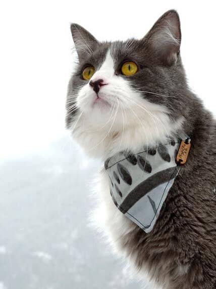 XS Over The Collar Bandanas for wholesale by Playful Fox & Co.