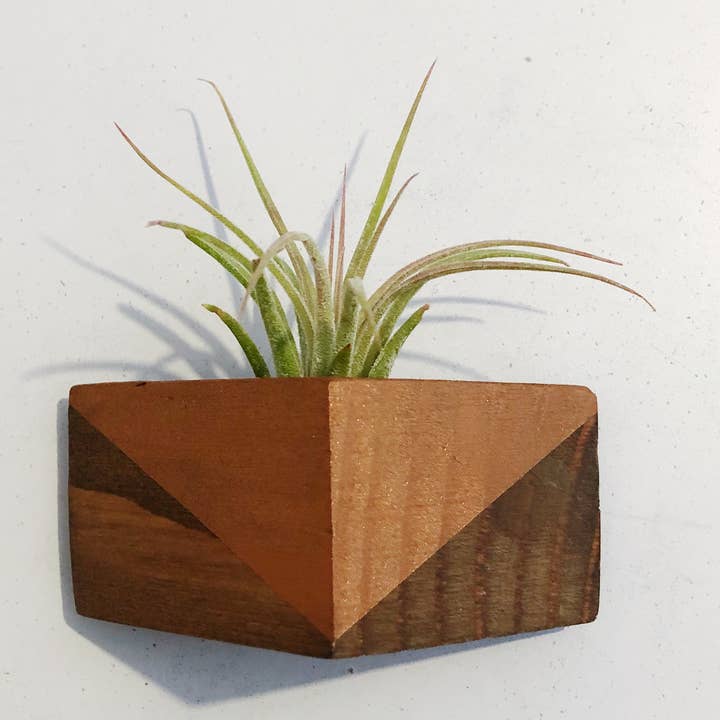 Triangle Air Plant Magnets (PLANT INCLUDED) for wholesale by Goodsmith