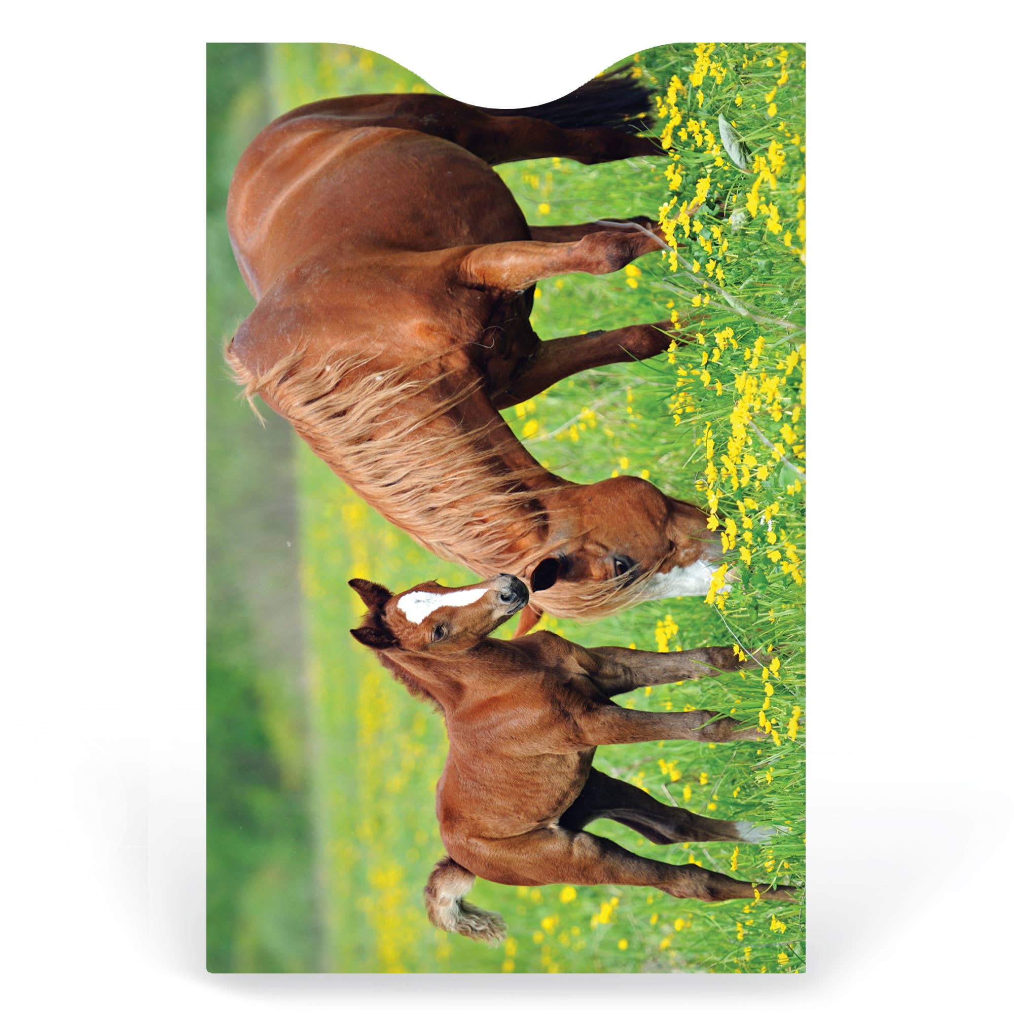 Monarque – Großhandel Kartenetui – Unisex – 6er-Set Kreditkartenhülle für Pferde2