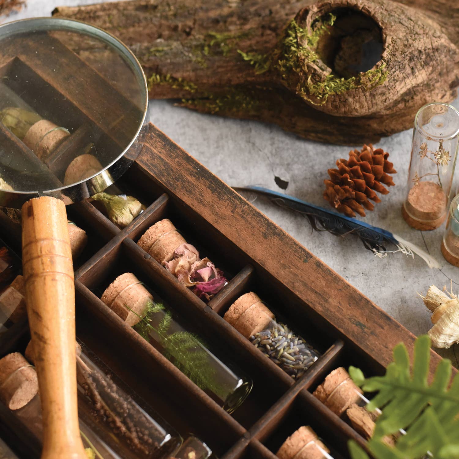 June & December - Vendita all'ingrosso Kit per lavoretti fai da te - Kit per la raccolta di campioni6