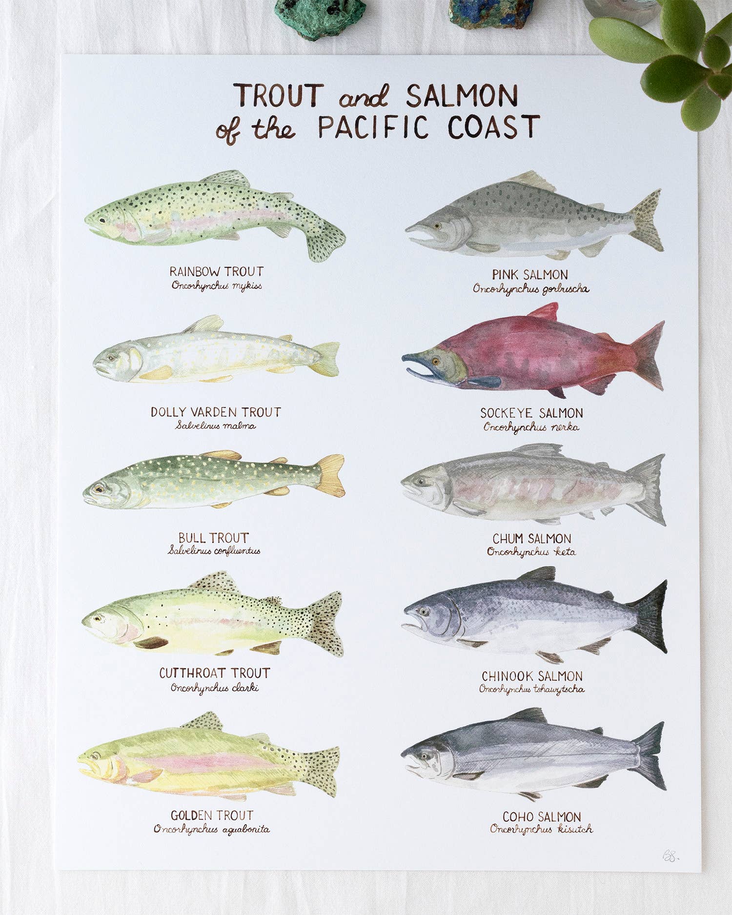 Yardia - Wholesale Art Print - Pacific Trout and Salmon - 11" x 14" West Coast Art Print2