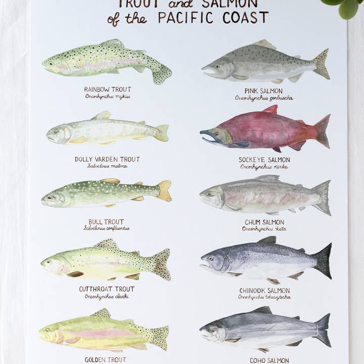 Yardia - Wholesale Art Print - Pacific Trout and Salmon - 11" x 14" West Coast Art Print2