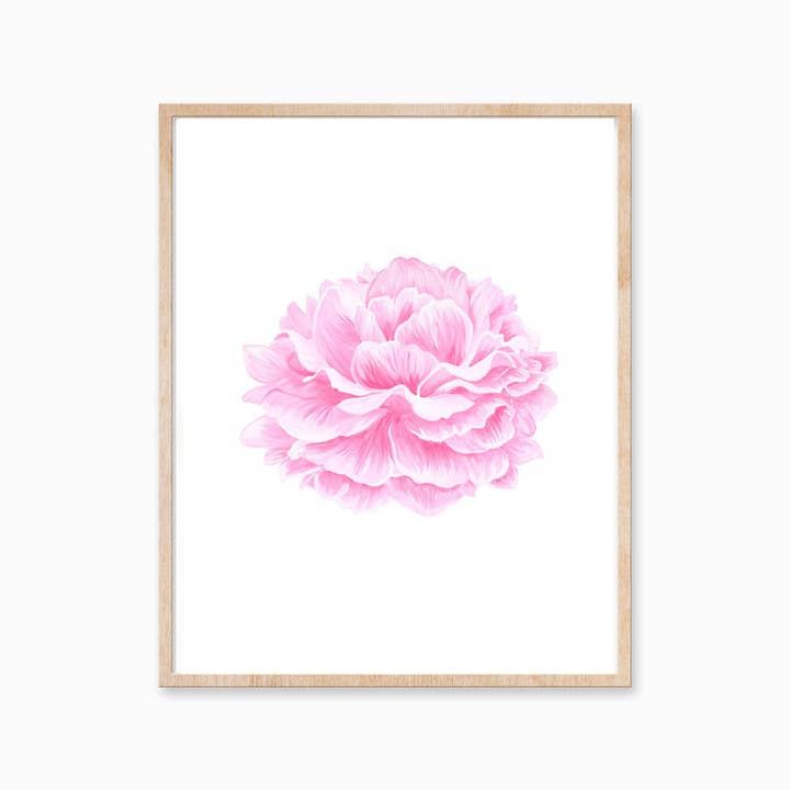 Fuchsia Peony Art Print 8X10 for wholesale by Katelyn Morse Art