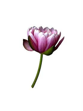 Lily Pad Flower for wholesale by CF Flower Prints