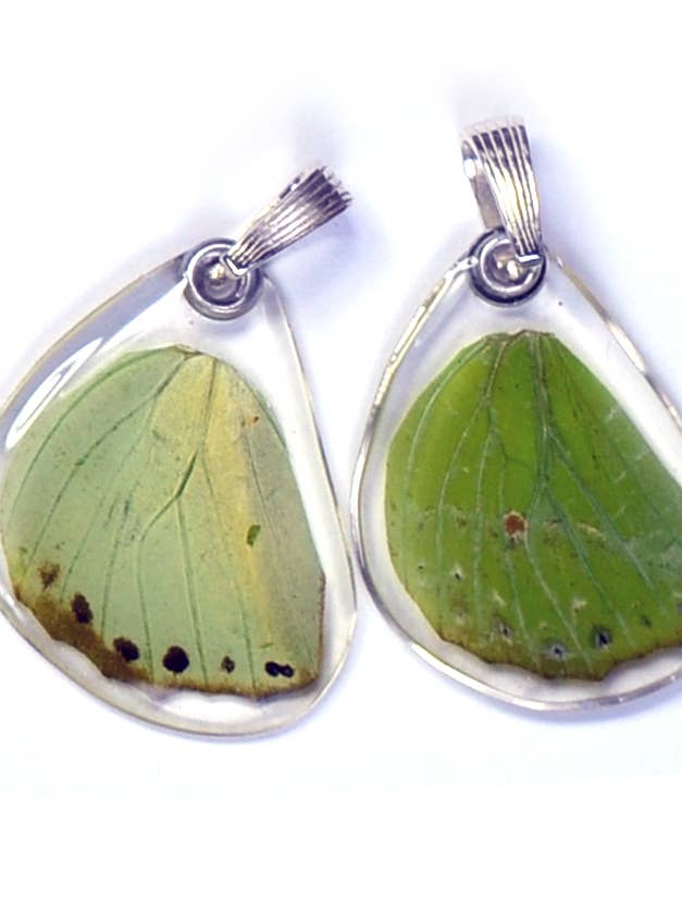 0145 Pendentif aile papillon UNIQUEMENT, Charaxes Eupale, fond pour la vente par Wingstitution