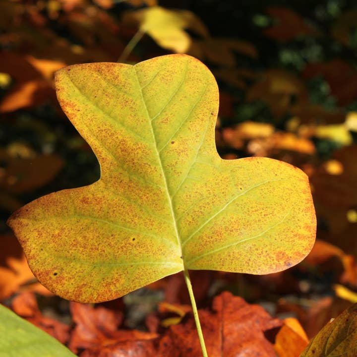 The Jonsteen Company - Wholesale Plant Seeds - Tulip Poplar | Seed Grow Kit