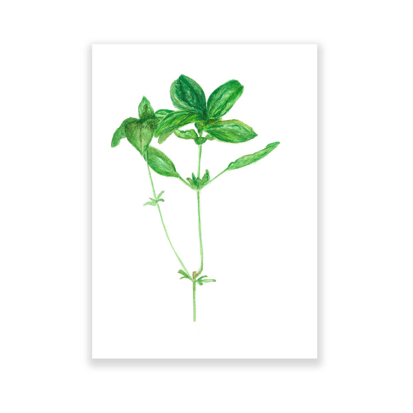 Rachel Alvarez Art - Wholesale Art Print - Botanical Herb Print - Basil Print0