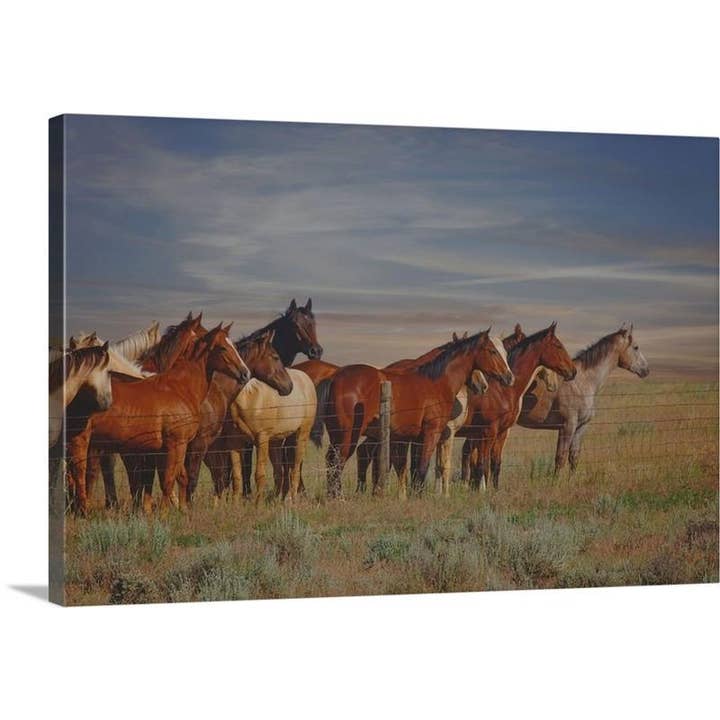 Over The Fenceline Canvas Print for wholesale by Amanda Smith Western Art, LLC